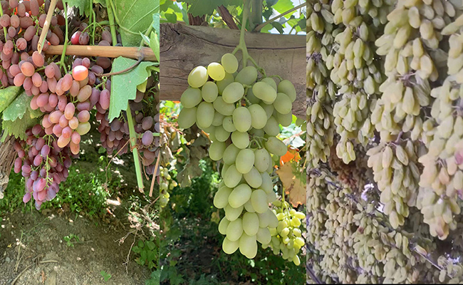 森林老爹坚果加工厂葡萄干生产流程