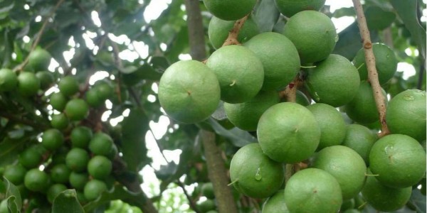森林老爹坚果代工厂给您解答坚果有虫眼是否是质量问题？