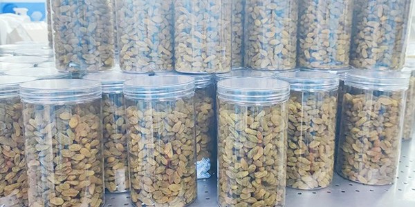 森林老爹深圳坚果加工厂专为企业定制坚果年货礼盒