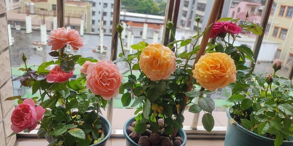 森林老爹坚果代工厂浅淡普通人在如何在经济危机下自保