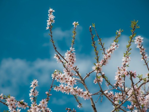 三月芬芳 春序渐浓-森林老爹坚果代工厂